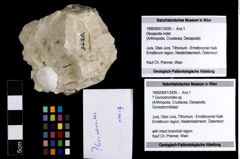 Foto (Objekt + Etiketten) von ? Goniodromites sp. 